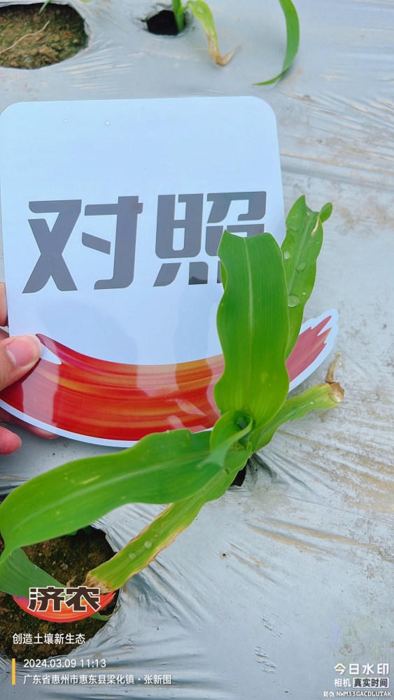 The effect of using agricultural products in Guangdong corn(图6)