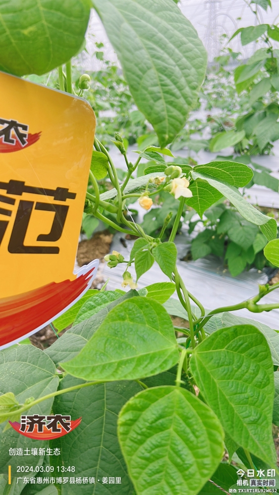 The effect of using agricultural products in Guangdong beans(图9)