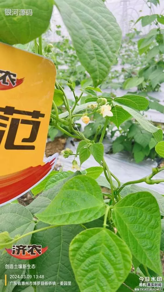 广东豆角使用济农产品的效果(图9)