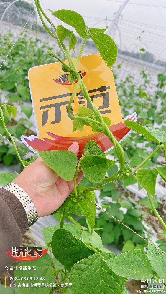 The effect of using agricultural products in Guangdong beans(图7)