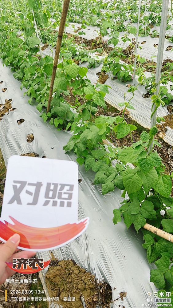 The effect of using agricultural products in Guangdong beans(图4)