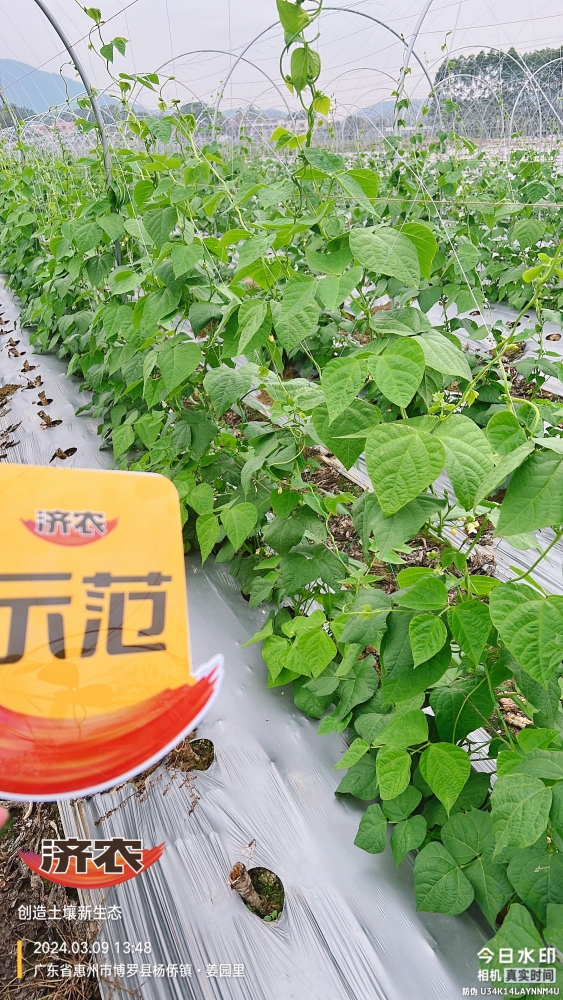 The effect of using agricultural products in Guangdong beans(图3)