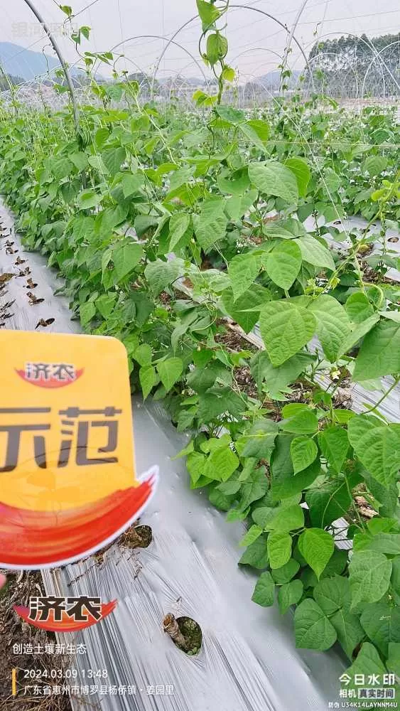 广东豆角使用济农产品的效果(图3)