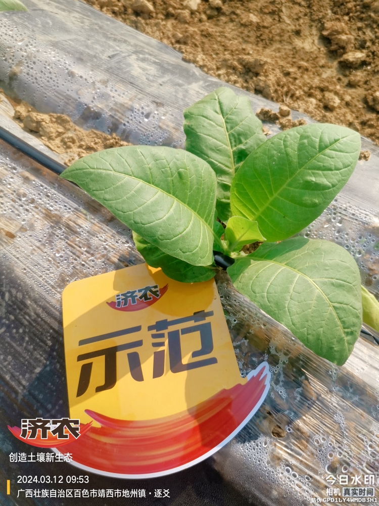 The effect of using agricultural products in Guangxis tobacco industry(图2)