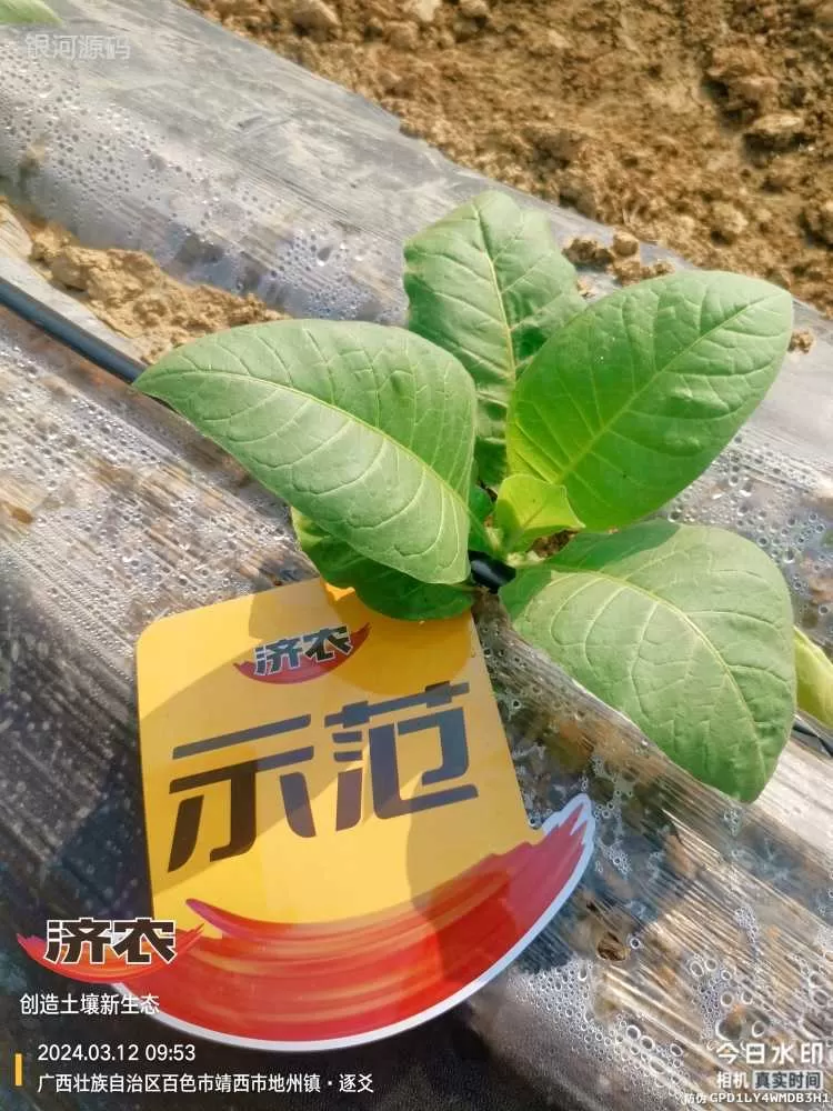 广西烤烟使用济农产品的效果(图2)