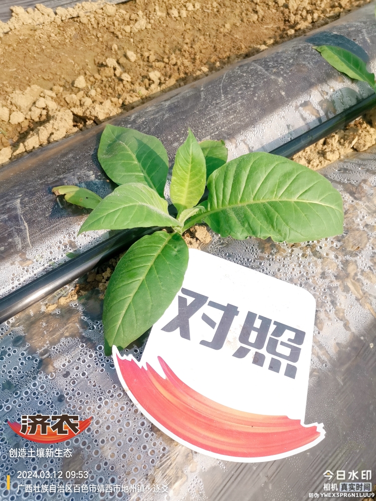 The effect of using agricultural products in Guangxis tobacco industry(图3)
