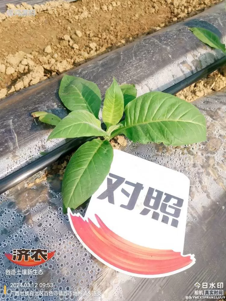 广西烤烟使用济农产品的效果(图3)