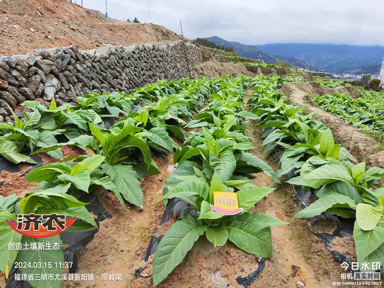 The Effect of Using Jinan Agricultural Products in Fujian Flue-cured Tobacco(图1)