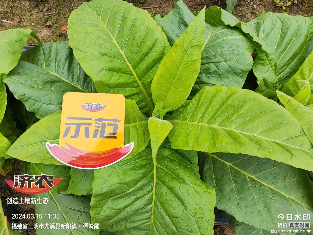 The Effect of Using Jinan Agricultural Products in Fujian Flue-cured Tobacco(图7)