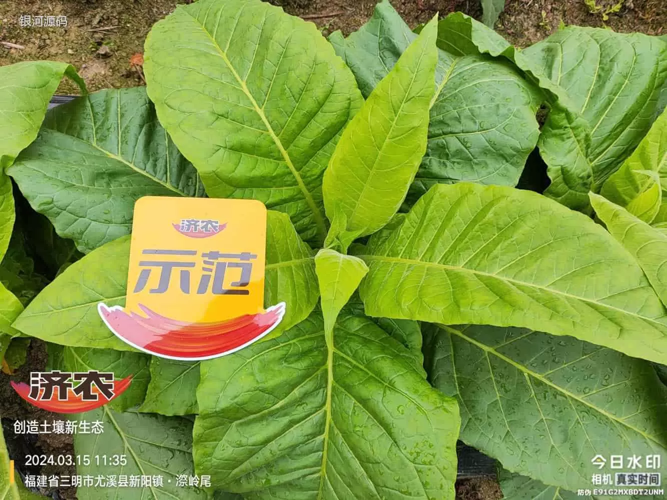 福建烤烟使用济农产品的效果(图7)