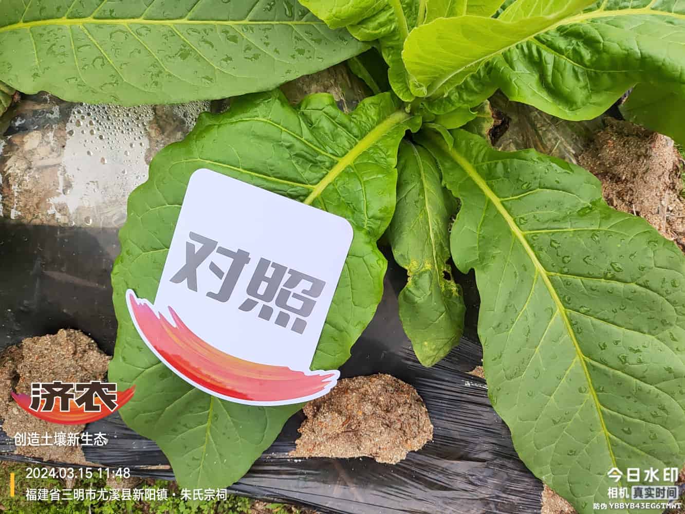 The Effect of Using Jinan Agricultural Products in Fujian Flue-cured Tobacco(图8)