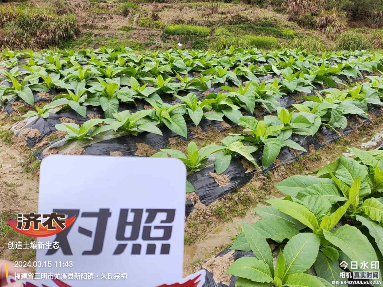 The Effect of Using Jinan Agricultural Products in Fujian Flue-cured Tobacco(图4)