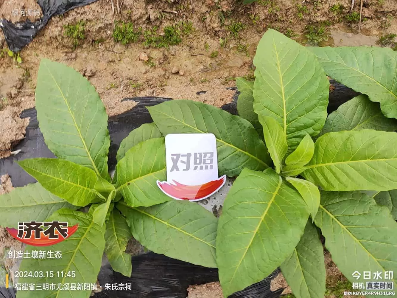 福建烤烟使用济农产品的效果(图6)