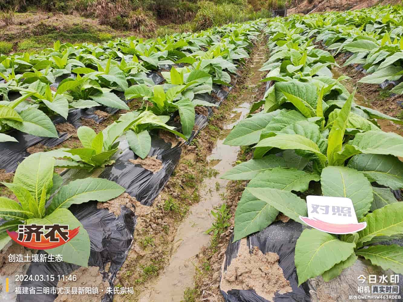 The Effect of Using Jinan Agricultural Products in Fujian Flue-cured Tobacco(图2)