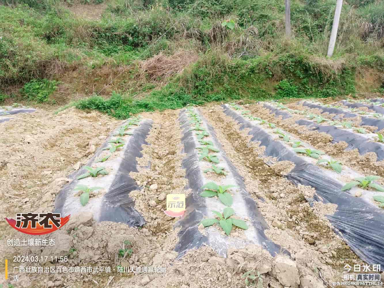 The effect of using agricultural products in Guangxi(图1)