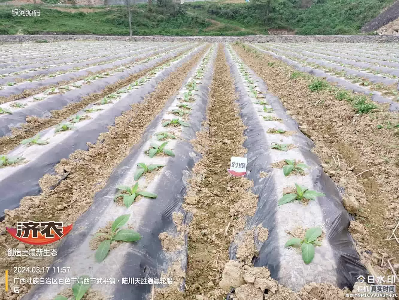广西使用济农产品的效果(图2)