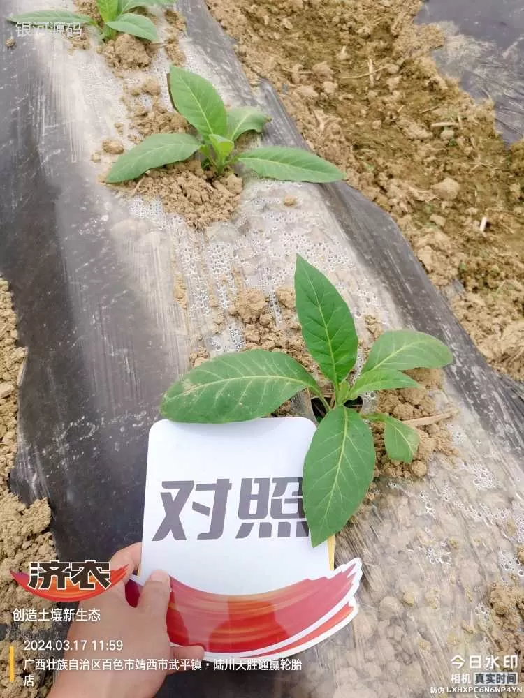 广西使用济农产品的效果(图4)