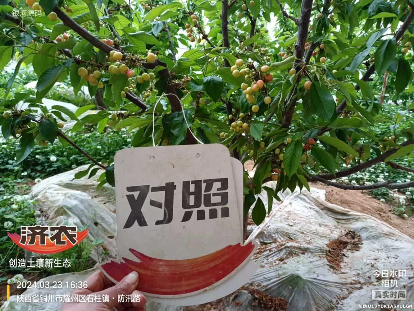 陕西樱桃使用济农产品的效果(图2)