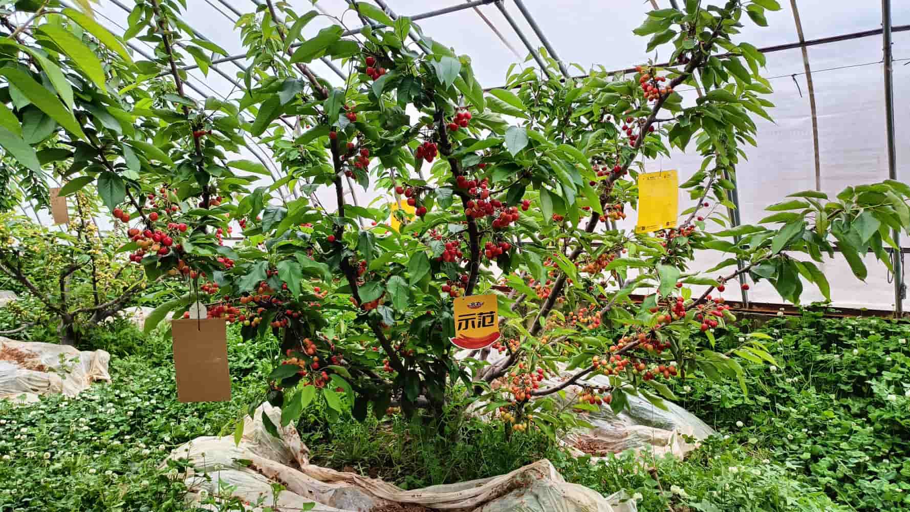 The effect of using agricultural products in Shaanxi cherries(图1)