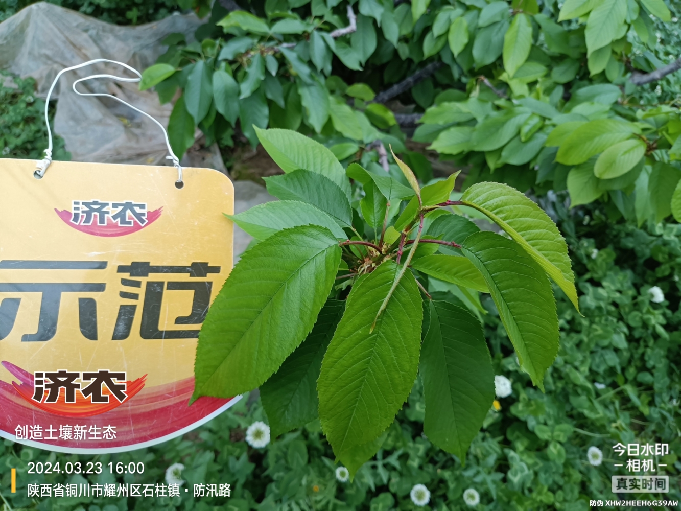 The effect of using agricultural products in Shaanxi cherries(图3)