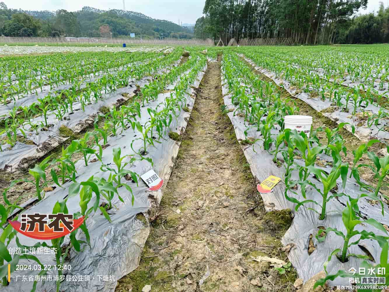 The effect of using agricultural products in Guangdong corn(图1)