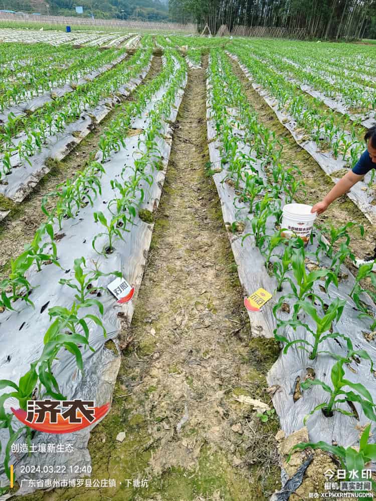 The effect of using agricultural products in Guangdong corn(图2)