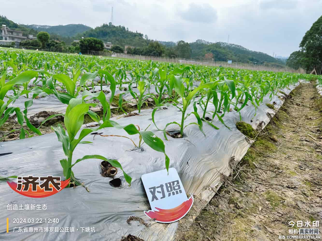 广东玉米使用济农产品的效果(图4)