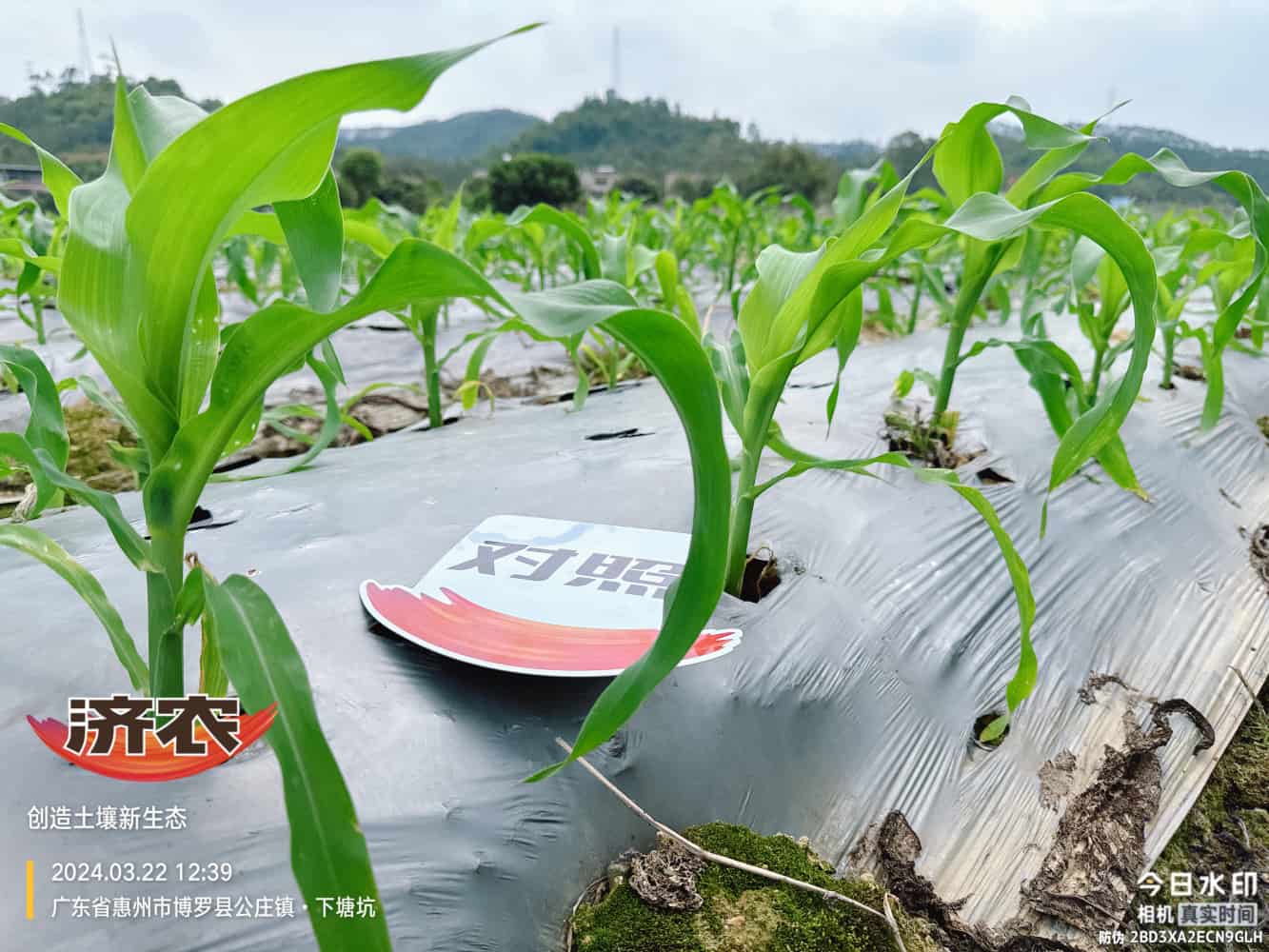 The effect of using agricultural products in Guangdong corn(图6)