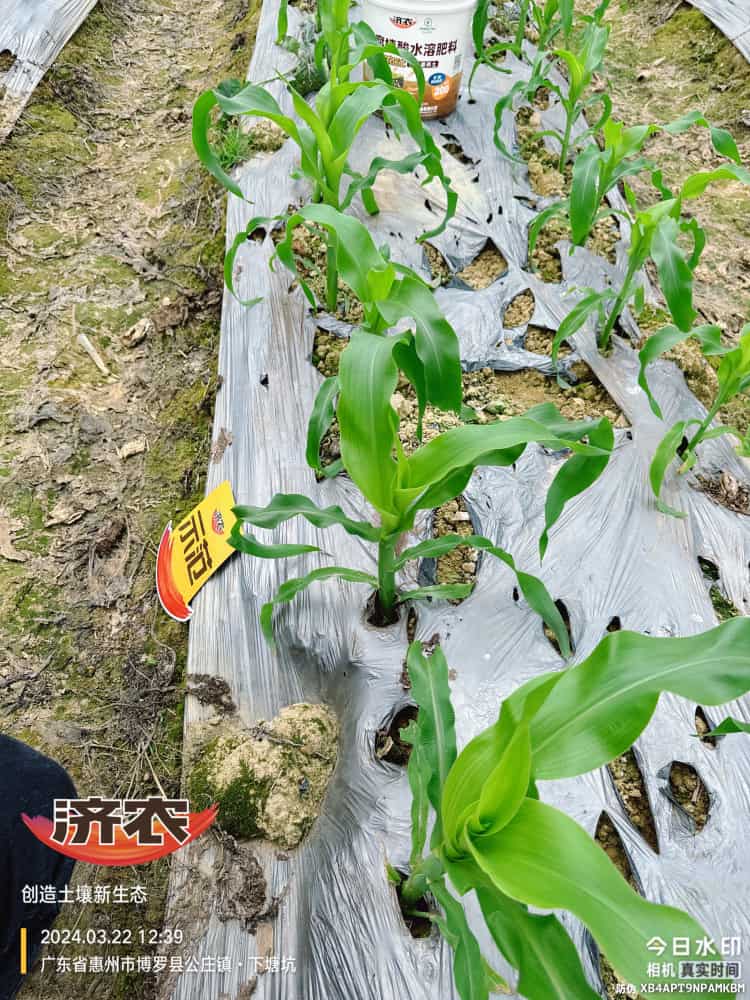 The effect of using agricultural products in Guangdong corn(图7)