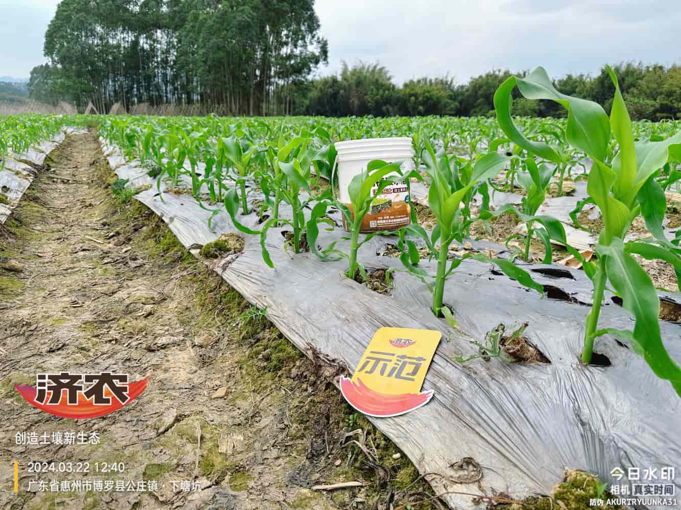 The effect of using agricultural products in Guangdong corn(图3)
