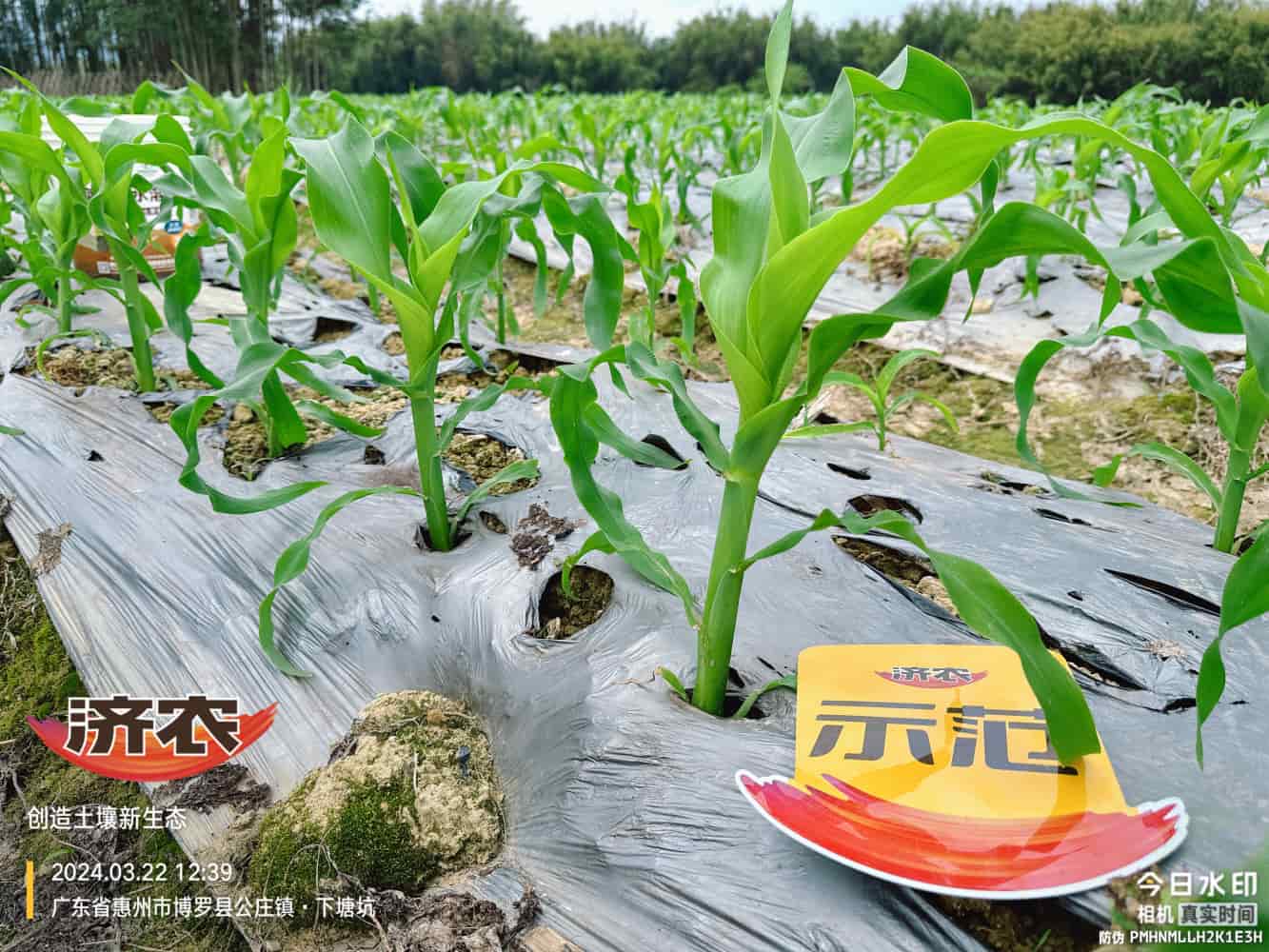 广东玉米使用济农产品的效果(图5)