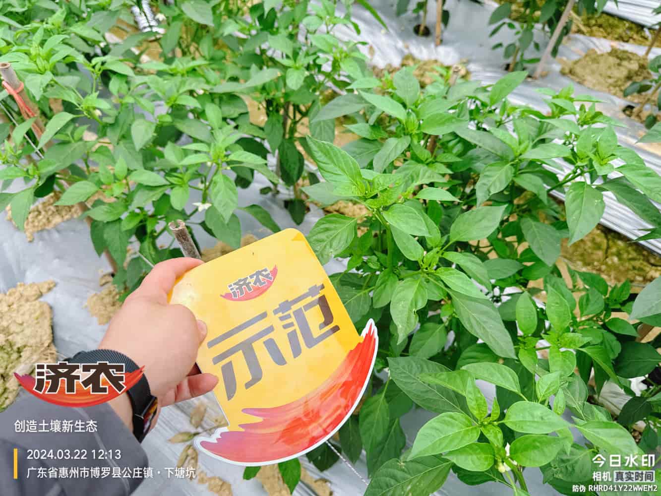广东辣椒使用济农产品的效果(图5)