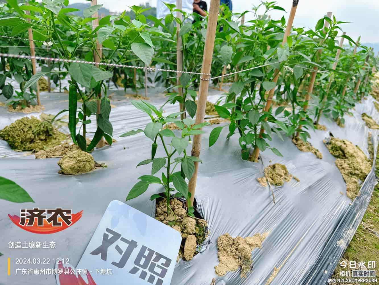 广东辣椒使用济农产品的效果(图2)