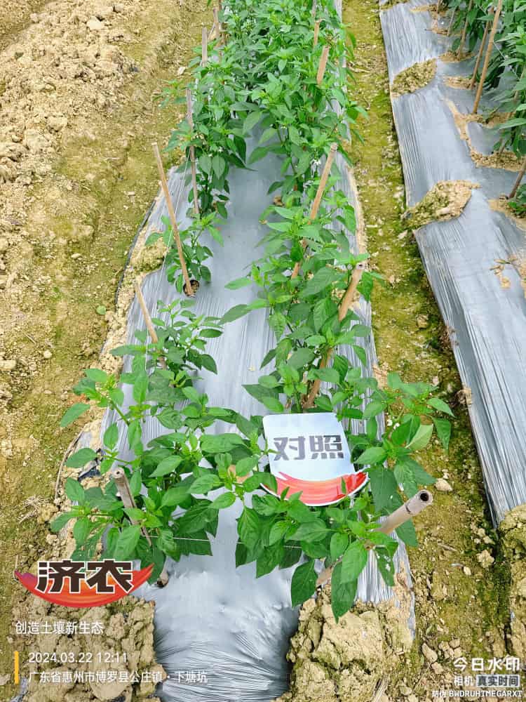 广东辣椒使用济农产品的效果(图4)