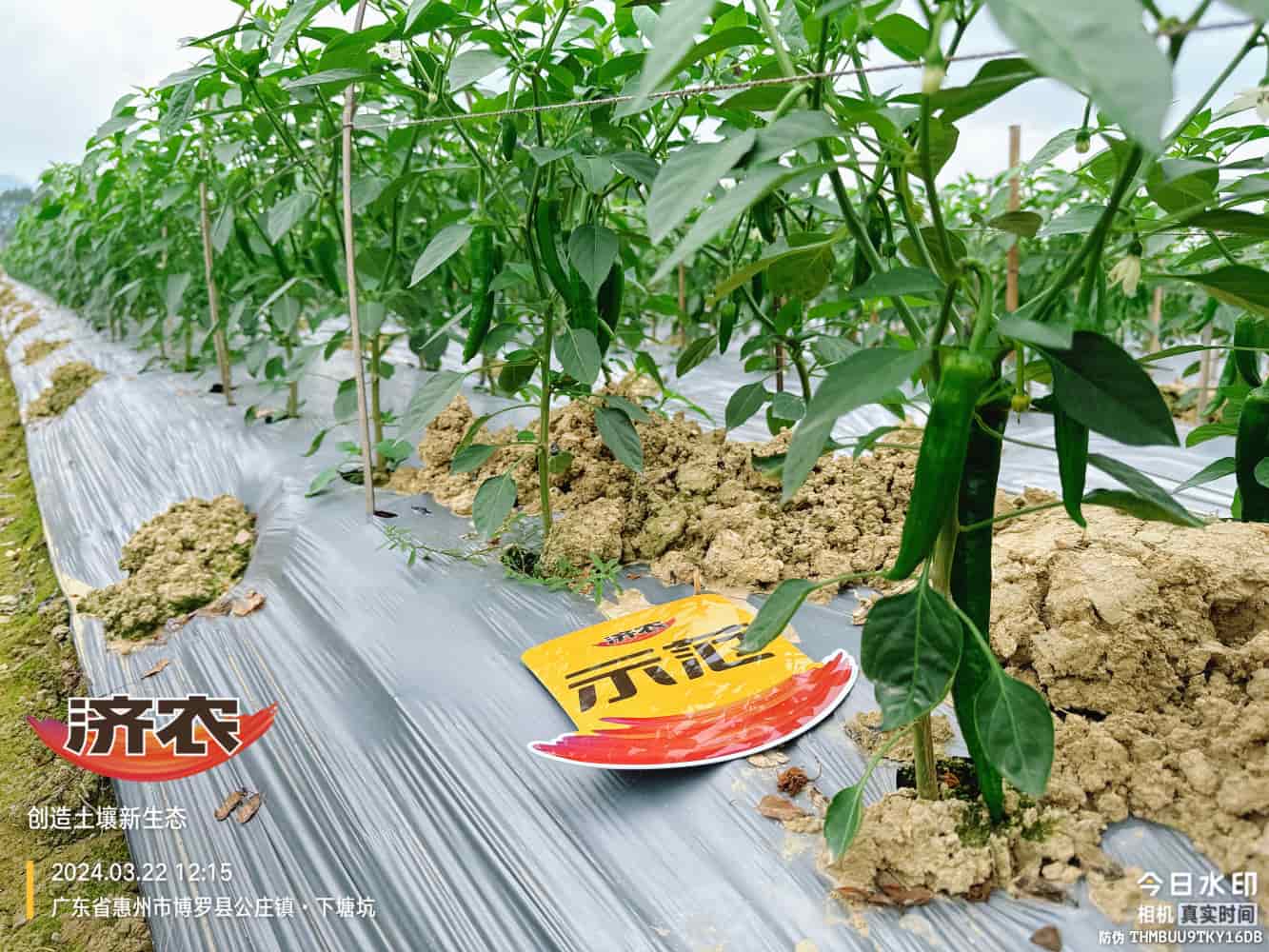 广东辣椒使用济农产品的效果(图1)