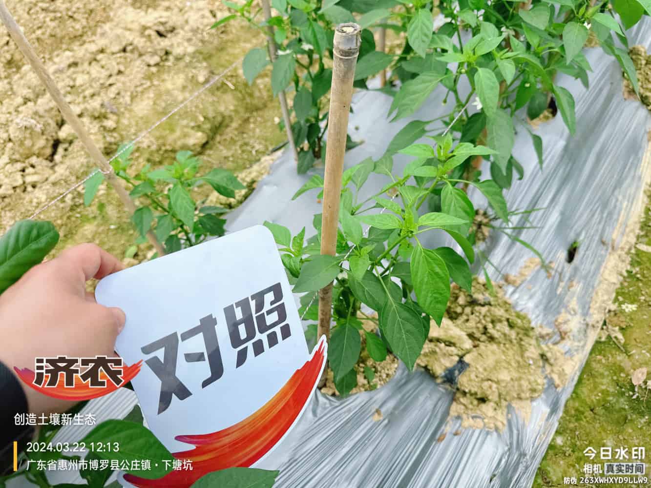 广东辣椒使用济农产品的效果(图6)
