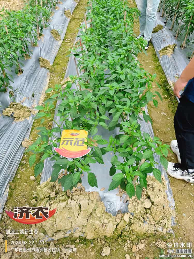 广东辣椒使用济农产品的效果(图3)