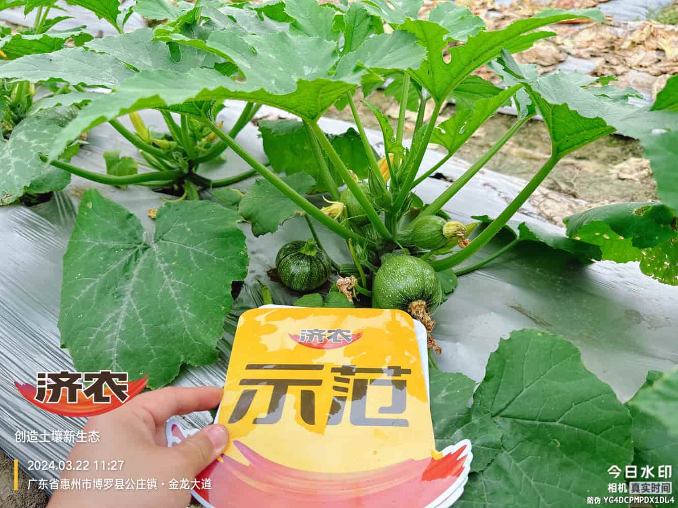 The effect of using agricultural products in Guangdong zucchini(图3)