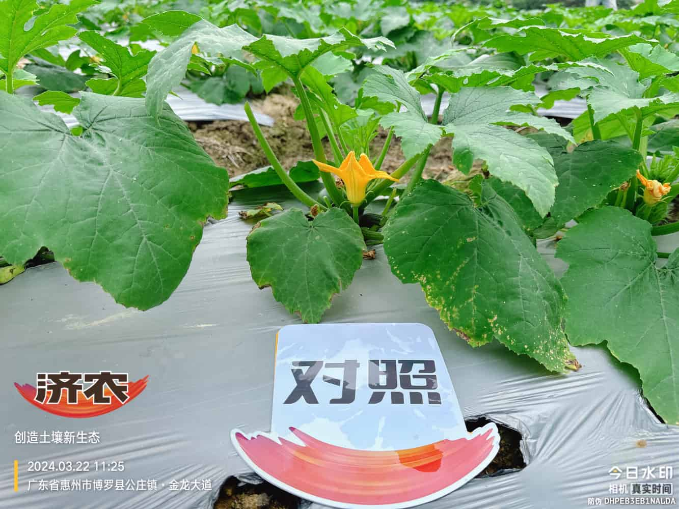 广东西葫芦使用济农产品的效果(图4)