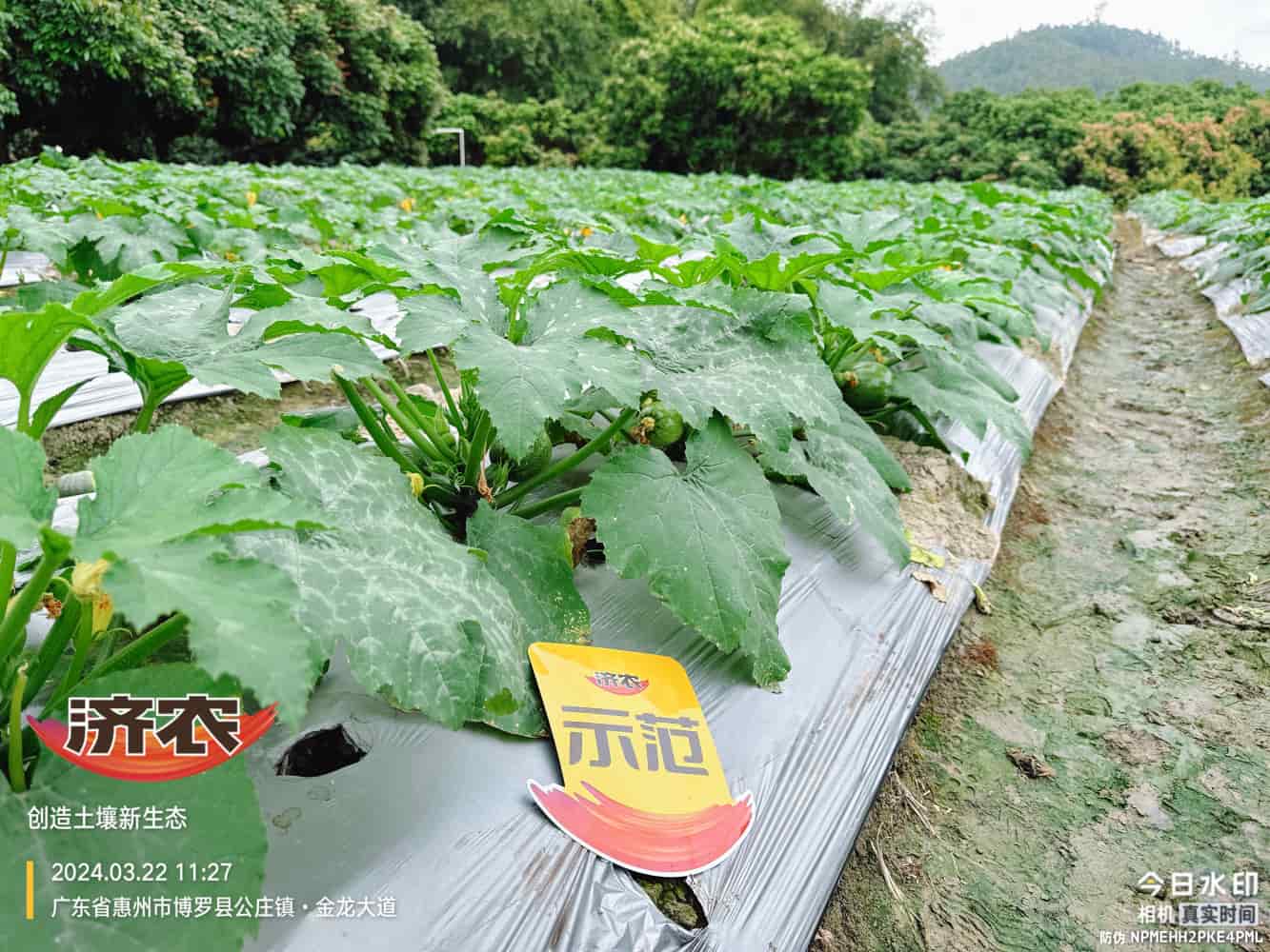 The effect of using agricultural products in Guangdong zucchini(图1)