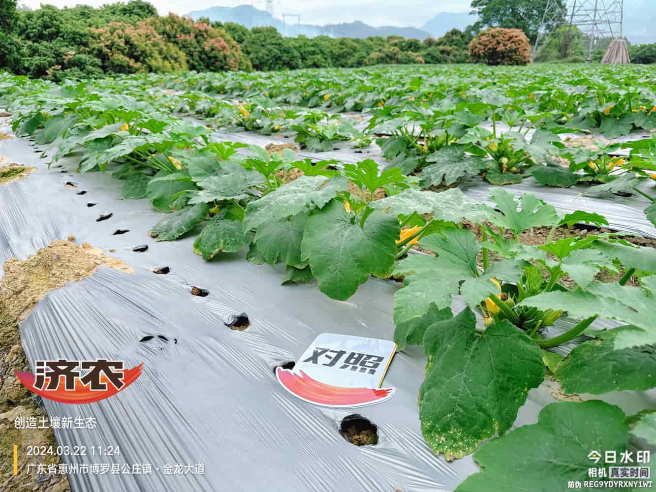 The effect of using agricultural products in Guangdong zucchini(图2)