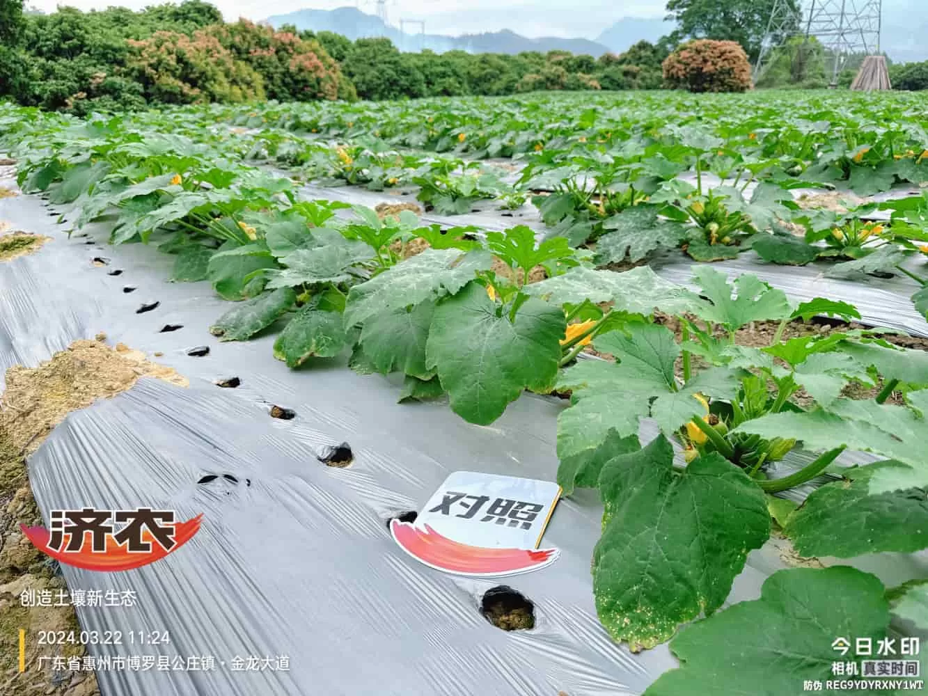 The effect of using agricultural products in Guangdong zucchini(图2)