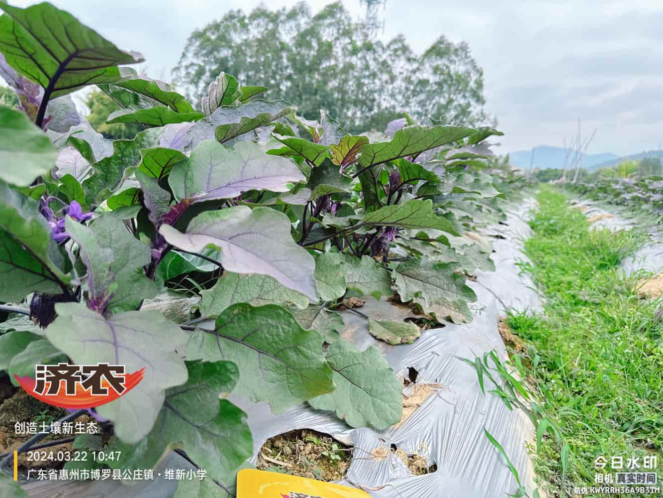 The effect of using agricultural products in Guangdong eggplants(图3)