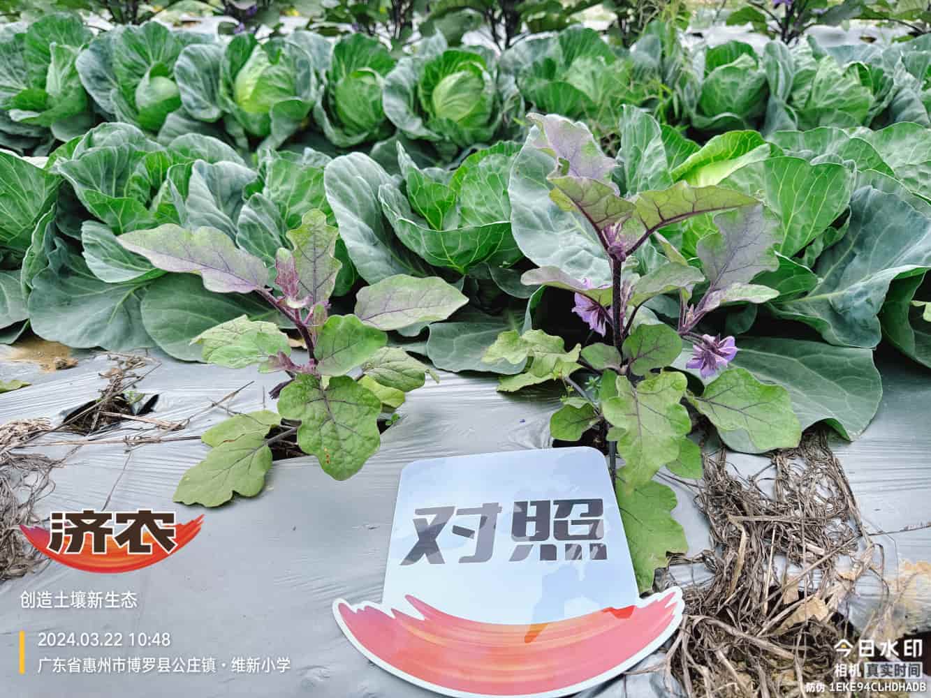The effect of using agricultural products in Guangdong eggplants(图4)