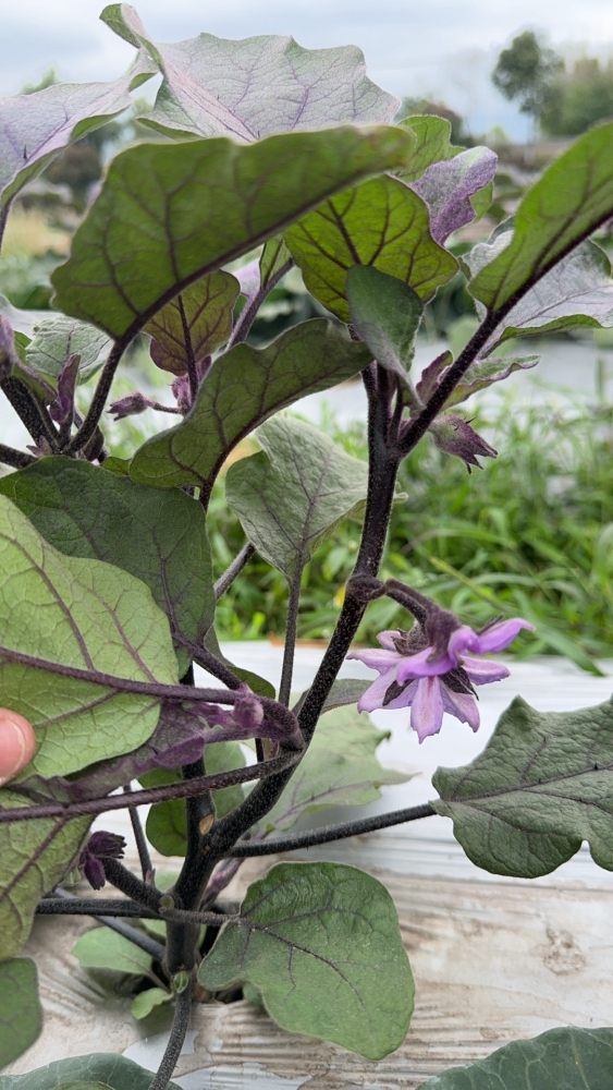 The effect of using agricultural products in Guangdong eggplants(图6)