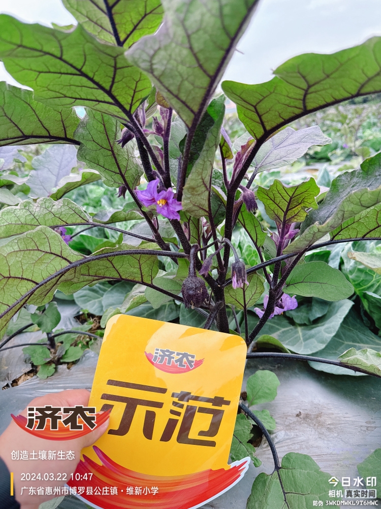 The effect of using agricultural products in Guangdong eggplants(图5)