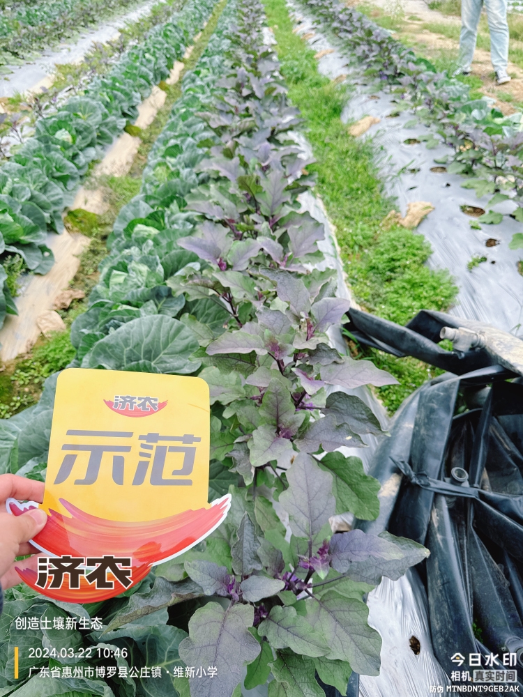 The effect of using agricultural products in Guangdong eggplants(图1)