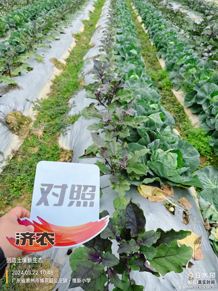 广东茄子使用济农产品的效果(图2)