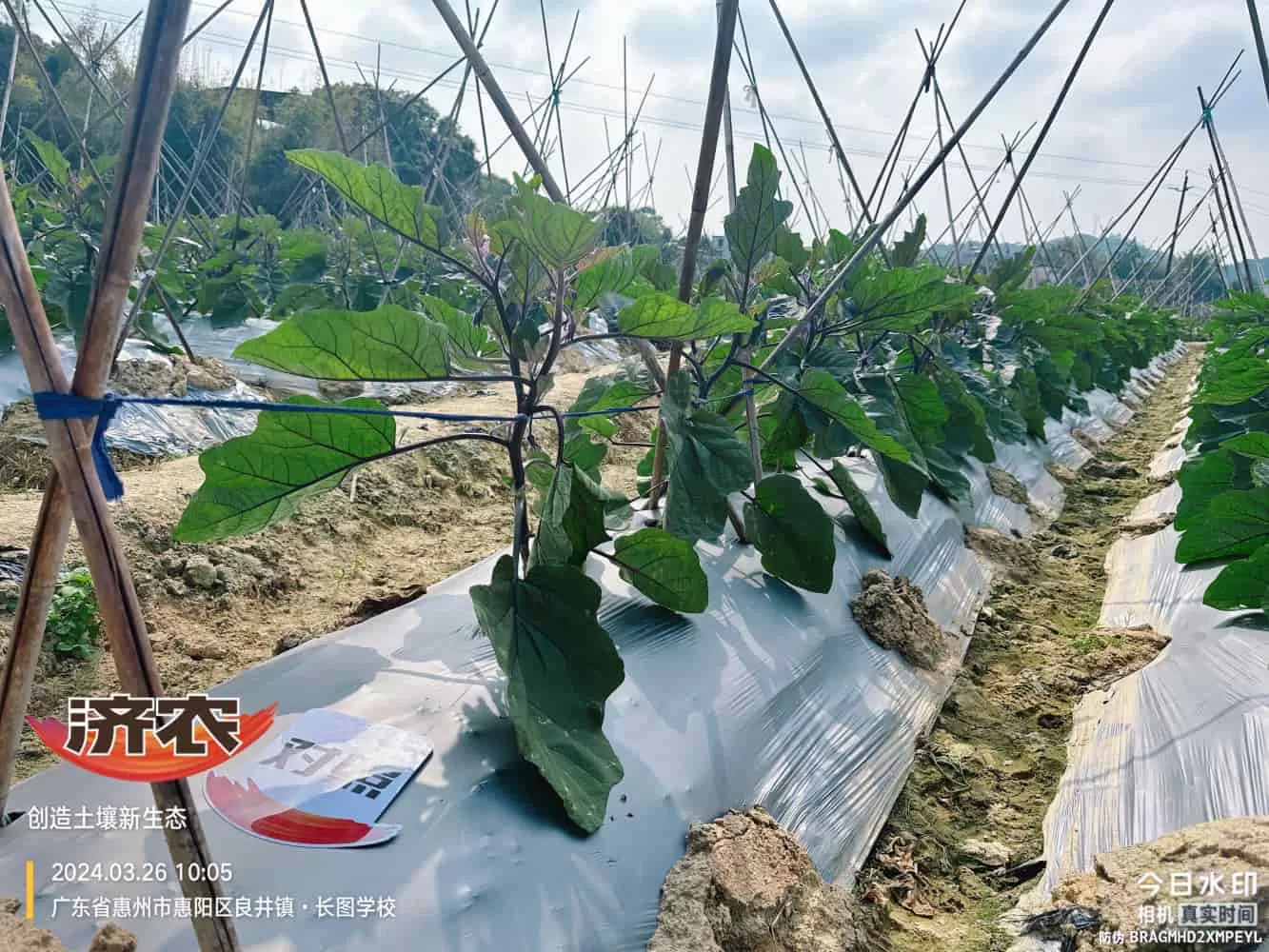 广东茄子使用济农产品的效果(图3)