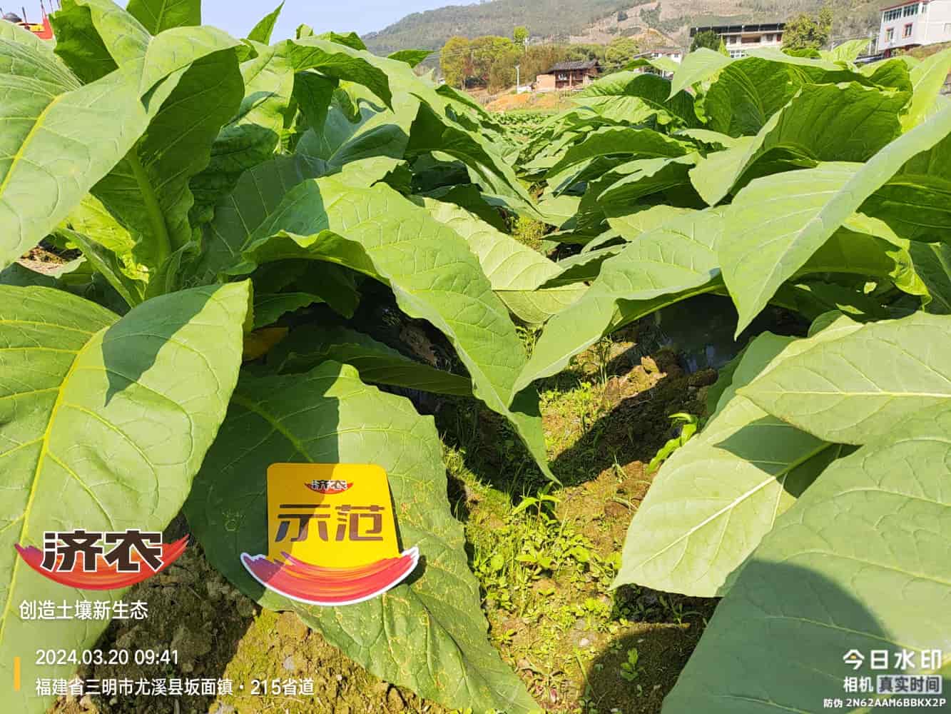 The Effect of Using Jinan Agricultural Products in Fujian Flue-cured Tobacco(图6)